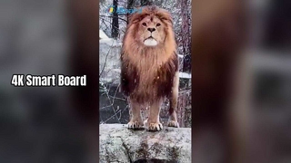 Eğitim ve İş Amaçlı 4K Akıllı Tahta